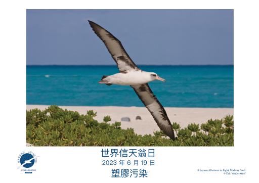 A Laysan Albatross in flight by Eric VanderWerf - Traditional Chinese