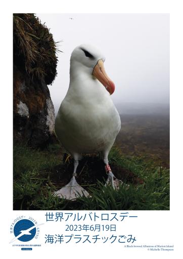 A Black-browed Albatross by Michelle Thompson - Japanese