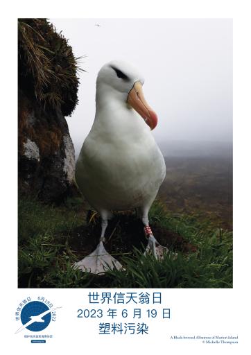 A Black-browed Albatross by Michelle Thompson - Simplified Chinese