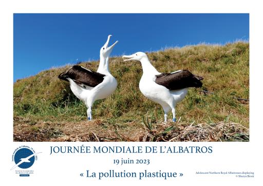 Northern Royal Albatrosses displaying by Sharyn Broni - French