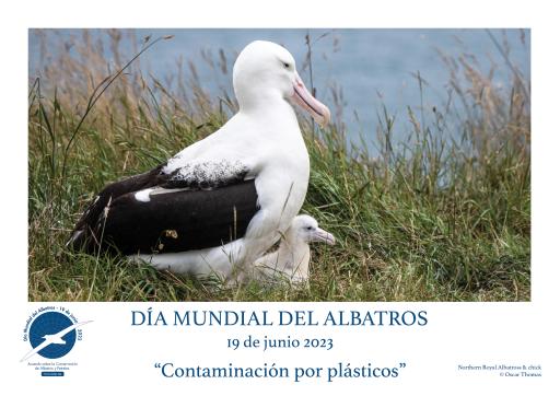 Northern Royal Albatross and chick by Oscar Thomas - Spanish