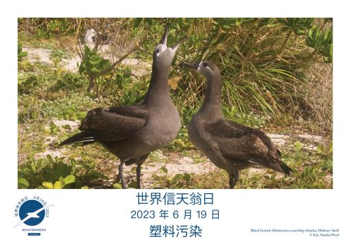 Black-footed Albatrosses courtship display by Eric VanderWerf - Simplified Chinese
