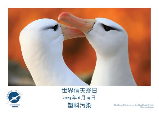 Black-browed Albatrosses by Georgina Strange - Simplified Chinese
