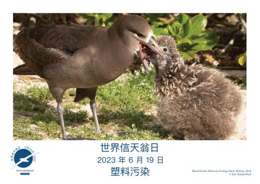 A Black-footed Albatross feeding its chick by Eric VanderWerf - Simplified Chinese