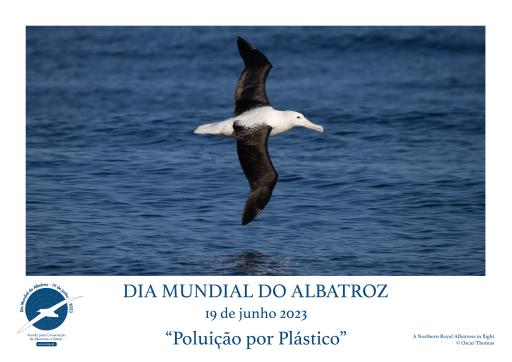 Northern Royal Albatross in flight by Oscar Thomas - Portuguese