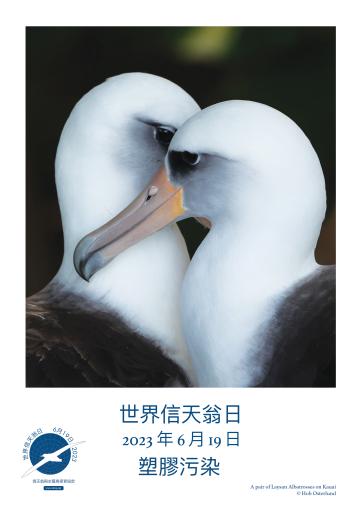 A pair of Laysan Albatrosses on Kauai by Hob Osterlund - Traditional Chinese