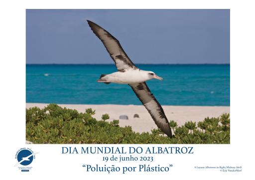 A Laysan Albatross in flight by Eric VanderWerf - Portuguese