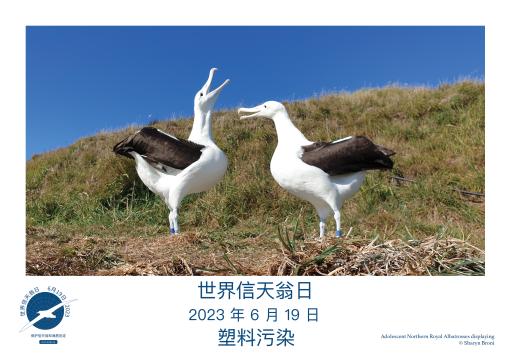Northern Royal Albatrosses displaying by Sharyn Broni - Simplified Chinese