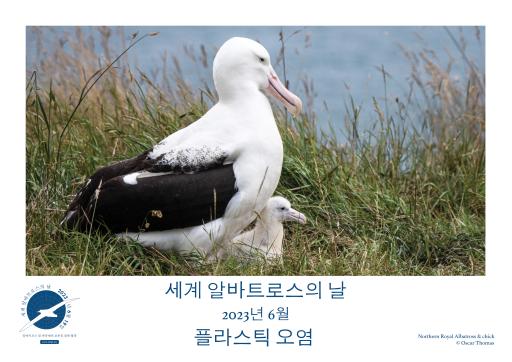Northern Royal Albatross and chick by Oscar Thomas - Korean