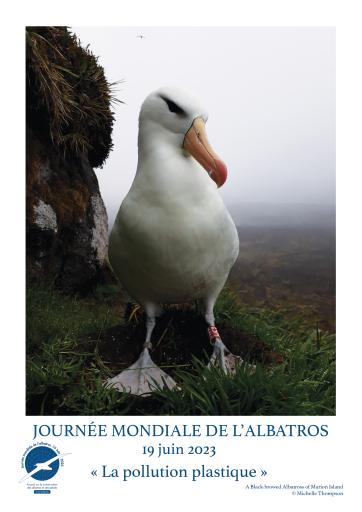 A Black-browed Albatross by Michelle Thompson - French