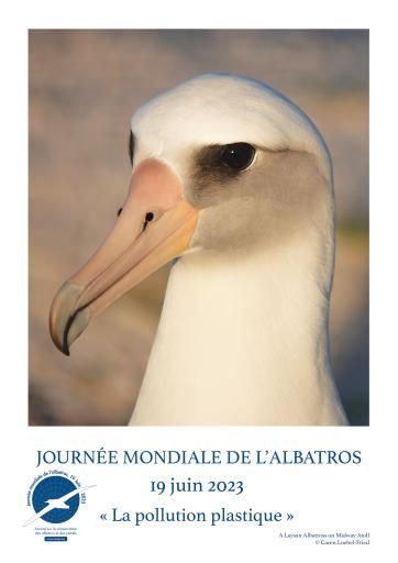 A Laysan Albatross on Midway Atoll by Caren Loebel-Fried - French