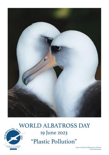 A pair of Laysan Albatrosses on Kauai by Hob Osterlund - English