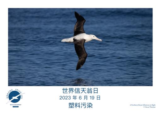 Northern Royal Albatross in flight by Oscar Thomas - Simplified Chinese