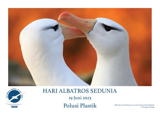 Black-browed Albatrosses by Georgina Strange - Indonesian