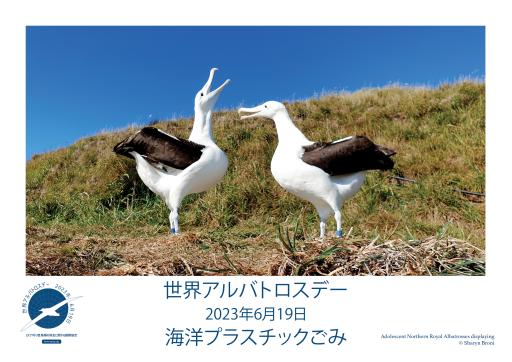 Northern Royal Albatrosses displaying by Sharyn Broni - Japanese
