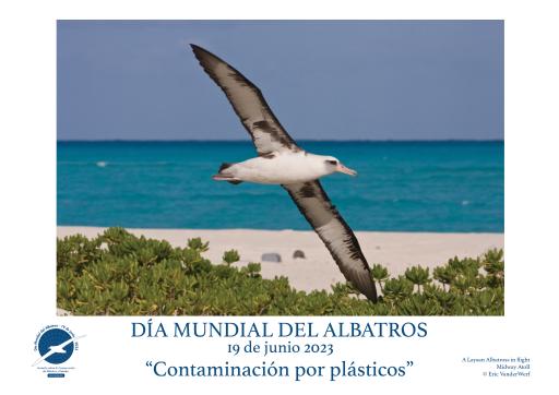 A Laysan Albatross in flight by Eric VanderWerf - Spanish