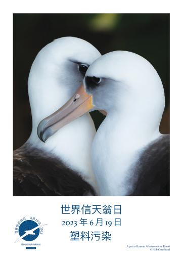 A pair of Laysan Albatrosses on Kauai by Hob Osterlund - Simplified Chinese