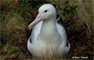 Albatros real del sur